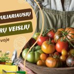 Populiariausios pomidorų veislės Lietuvoje
