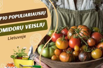 Populiariausios pomidorų veislės Lietuvoje