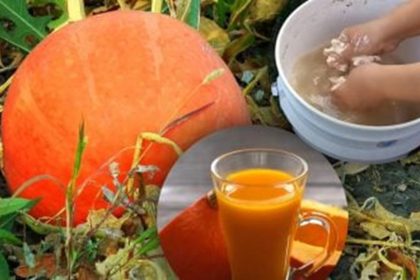 seasonal sweetness harvest delight