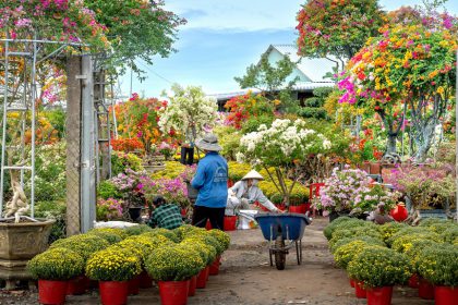 avoid these chrysanthemum mistakes