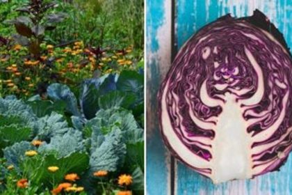 companion plants causing wilt