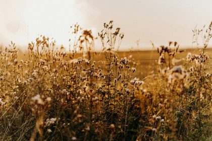 five cholesterol lowering plants