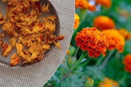 harvest dry use marigolds