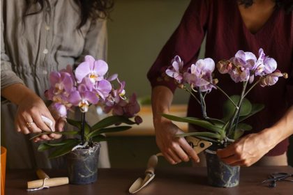 orchidėjų dalijimo ir dauginimo vadovas