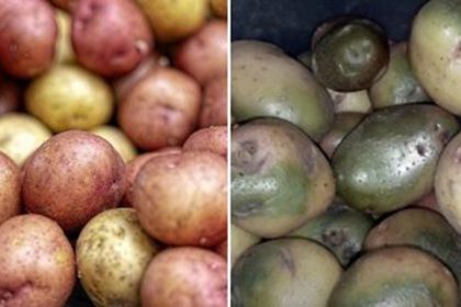 potatoes and onions separate