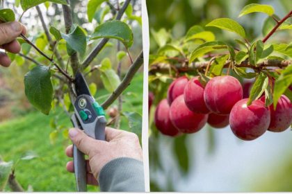 prune plum for fruiting