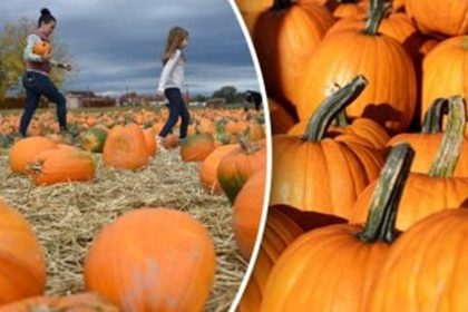 pumpkin ripeness and storage