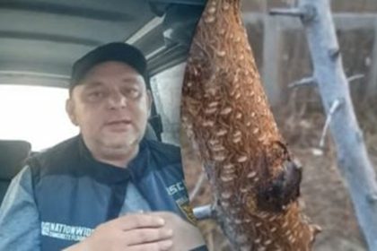 sap issues on fruit trees