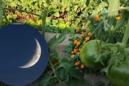 september lunar gardening tasks