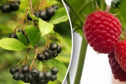 september planted berry bushes guide