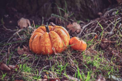 signs a pumpkin is ripe