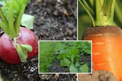 sow now for winter greens