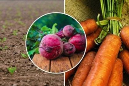 winter planting golden vegetables