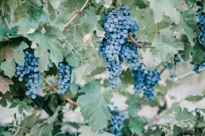 autumn grape planting mistakes
