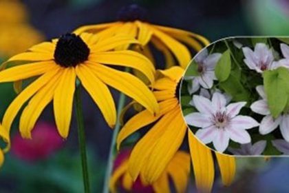 avoid pruning these flowering plants