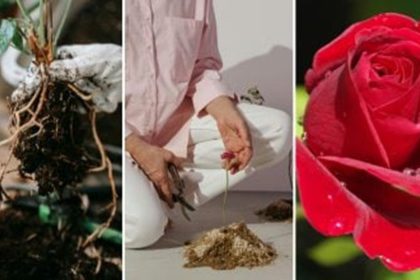 propagate roses easily from cuttings