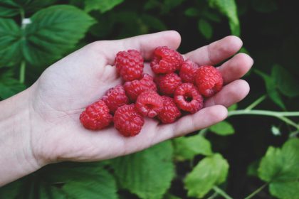 winterizing raspberry plants properly