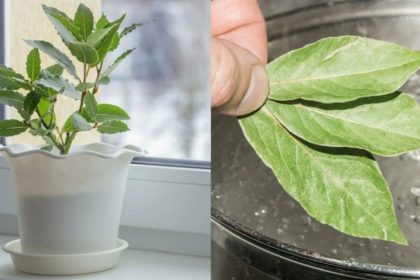 bay leaf roots easily