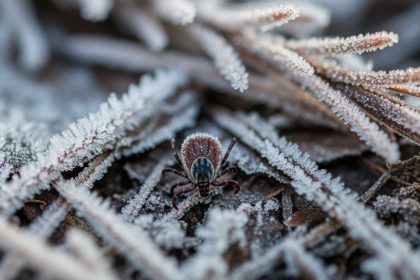 ticks can remain active
